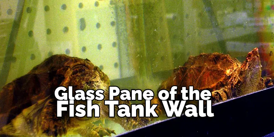 Glass Pane of the Fish Tank Wall