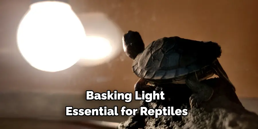 Basking Light Essential for Reptiles