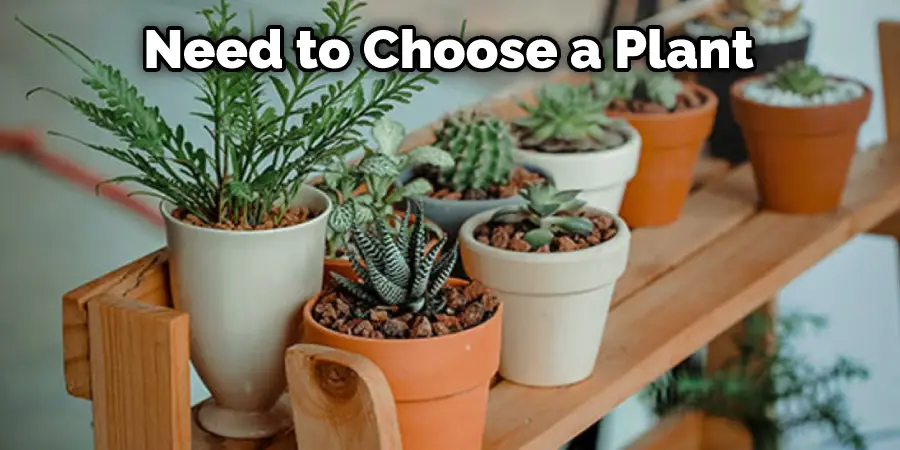 Need to Choose a Plant