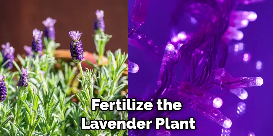 Fertilize the Lavender Plant