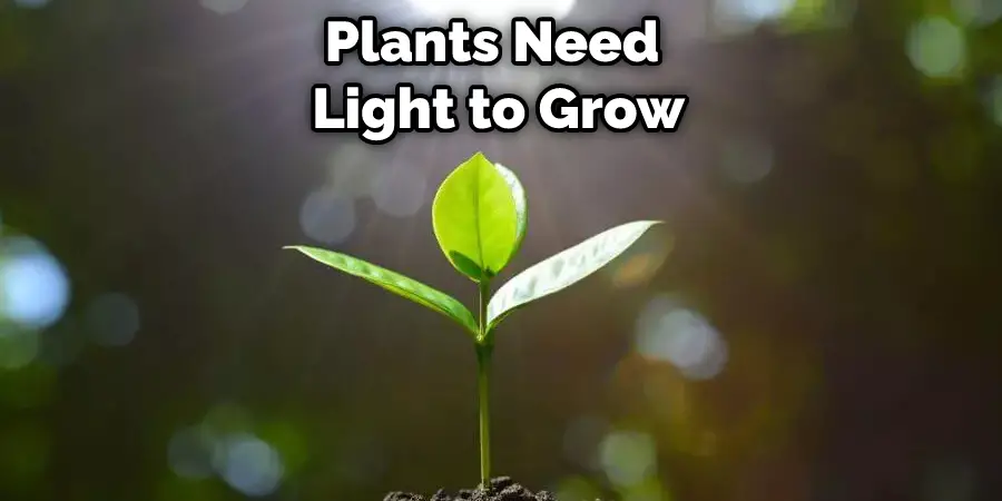 Plants Need  Light to Grow