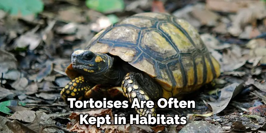 Tortoises Are Often Kept in Habitats