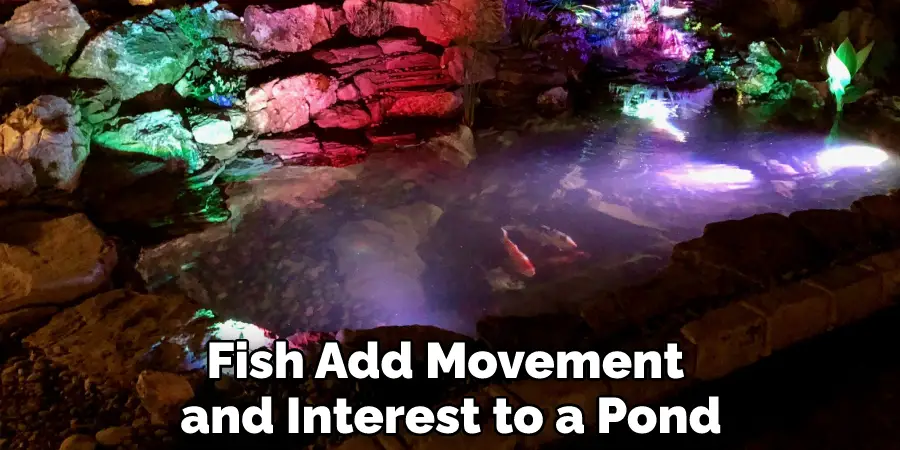 Fish Add Movement and Interest to a Pond