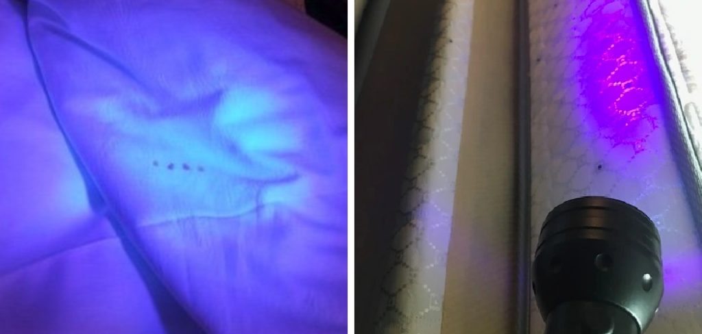 How to Check for Bed Bugs With Uv Light