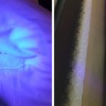 How to Check for Bed Bugs With Uv Light
