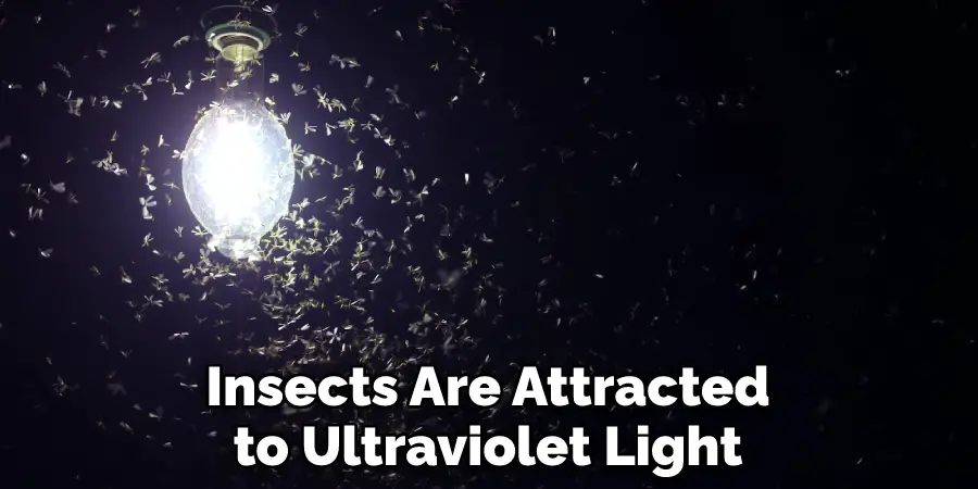 Insects Are Attracted to Ultraviolet Light