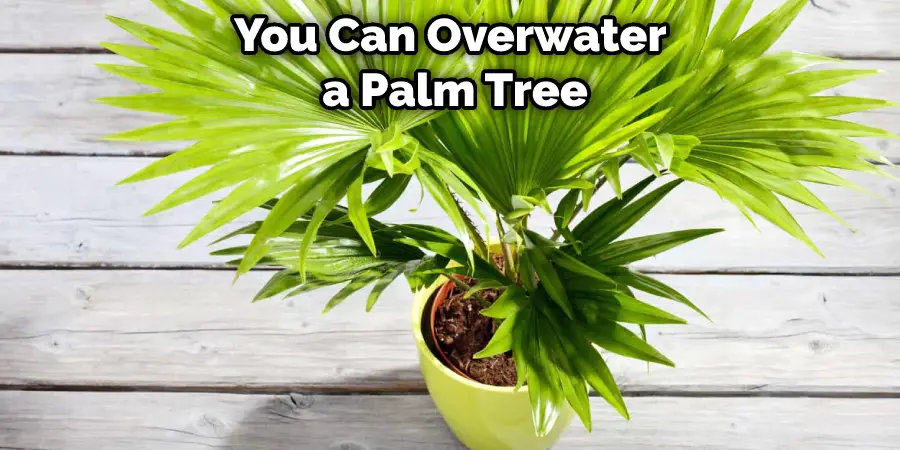 You Can Overwater a Palm Tree