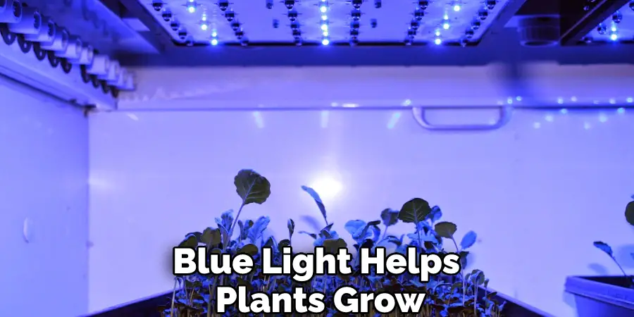 Blue Light Helps Plants Grow