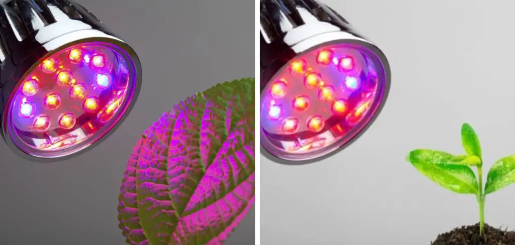 How to Use Red and Blue Grow Lights