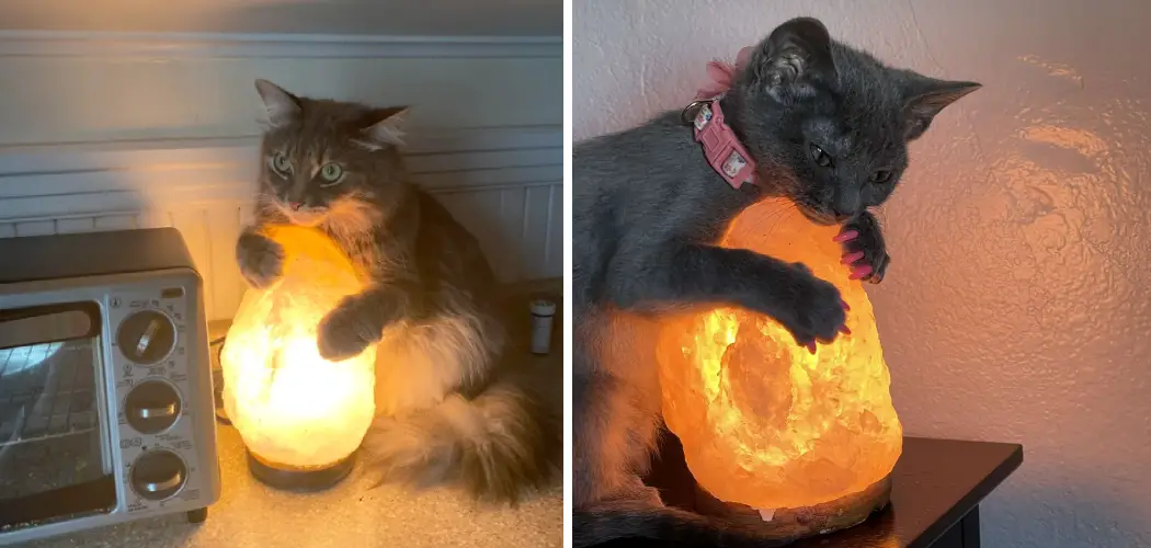 How to Keep Cat Away From Salt Lamp