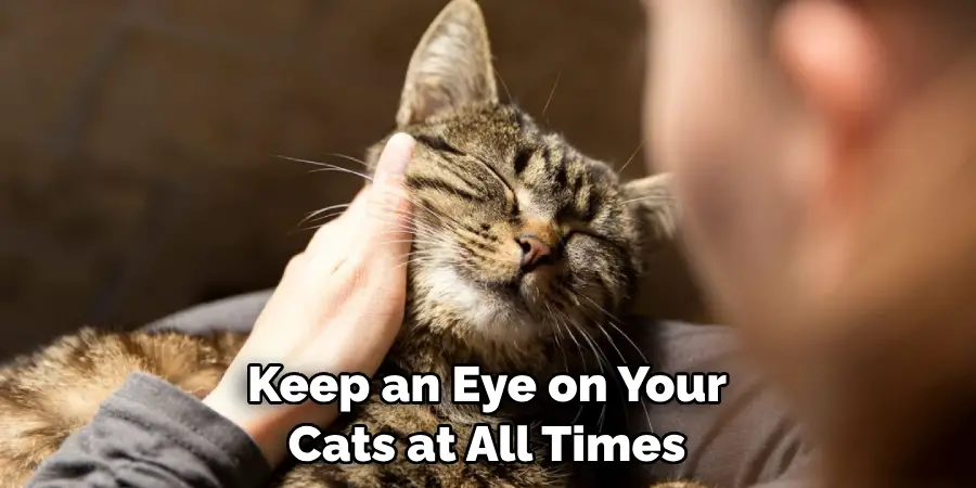 Keep an Eye on Your Cats at All Times