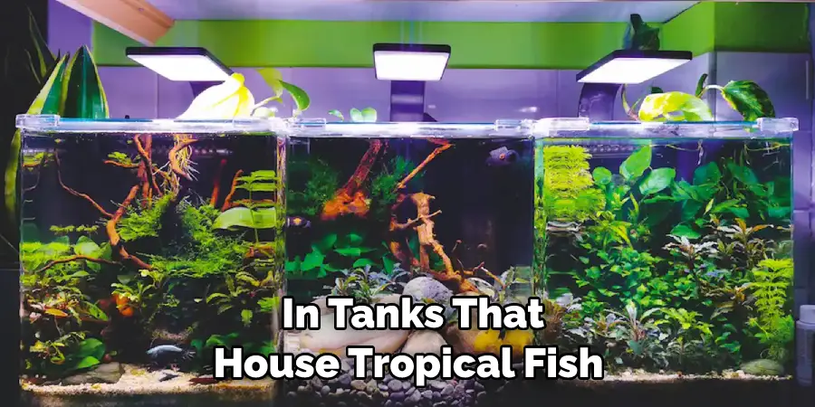 in Tanks That House Tropical Fish